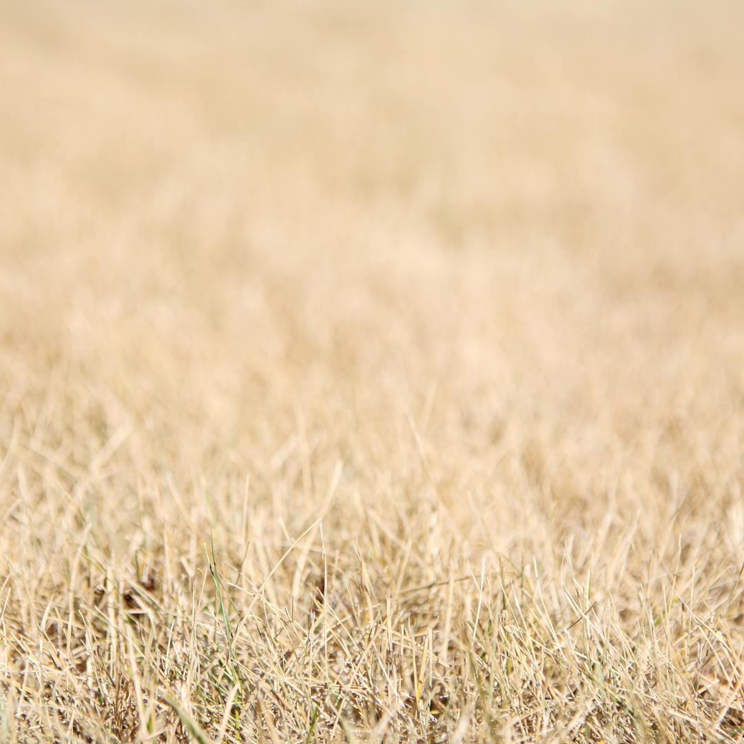 Zoysia Maintenance In Winter The Lawn Farm zoysia-maintenance-in-winter-the-lawn-farm