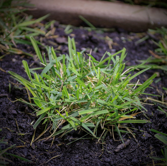 Help! I Have Weeds in My Zoysia