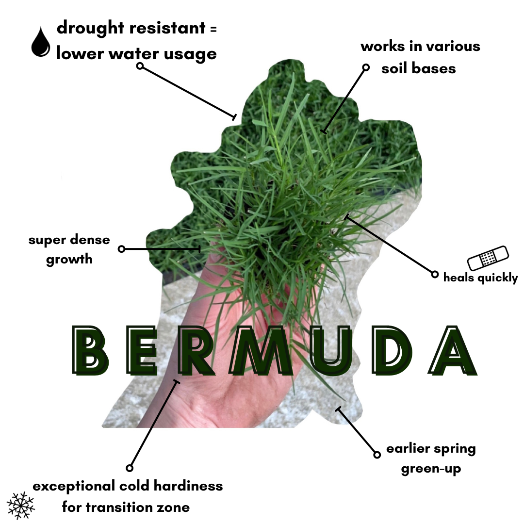 Bermuda Grass Plugs