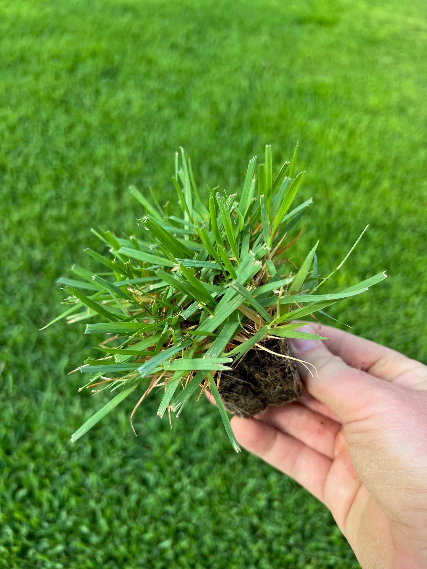 Zoysia Grass Plugs