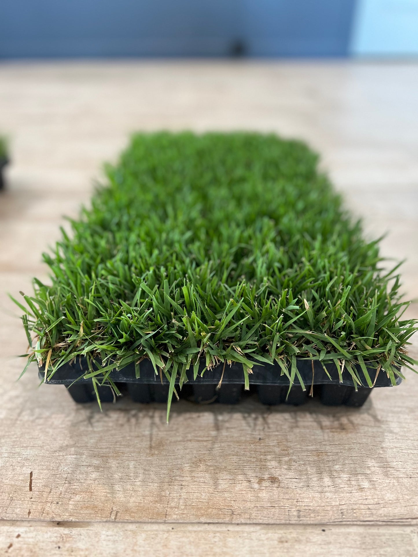 Zoysia Grass Plugs