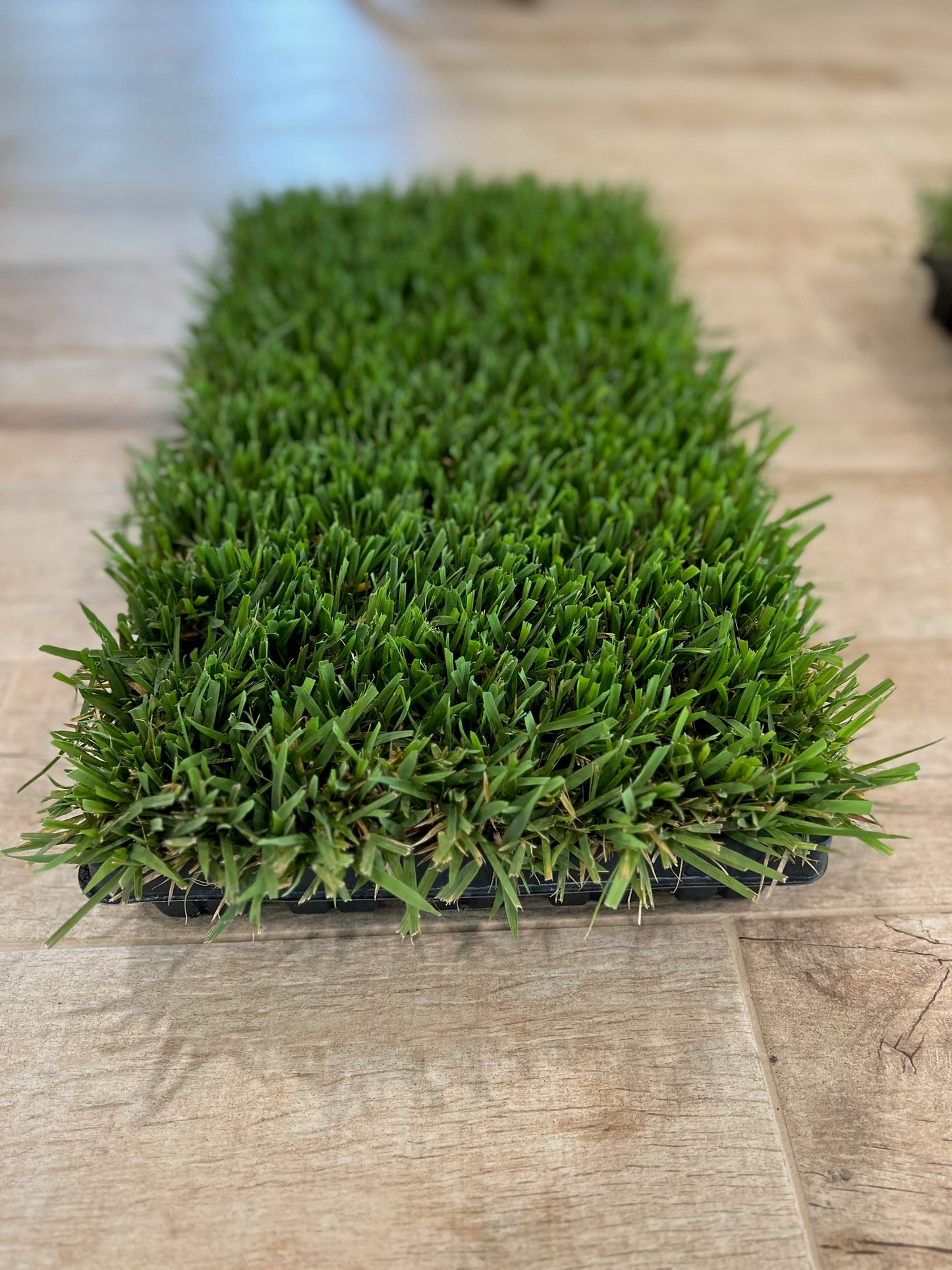 Zoysia Grass Plugs