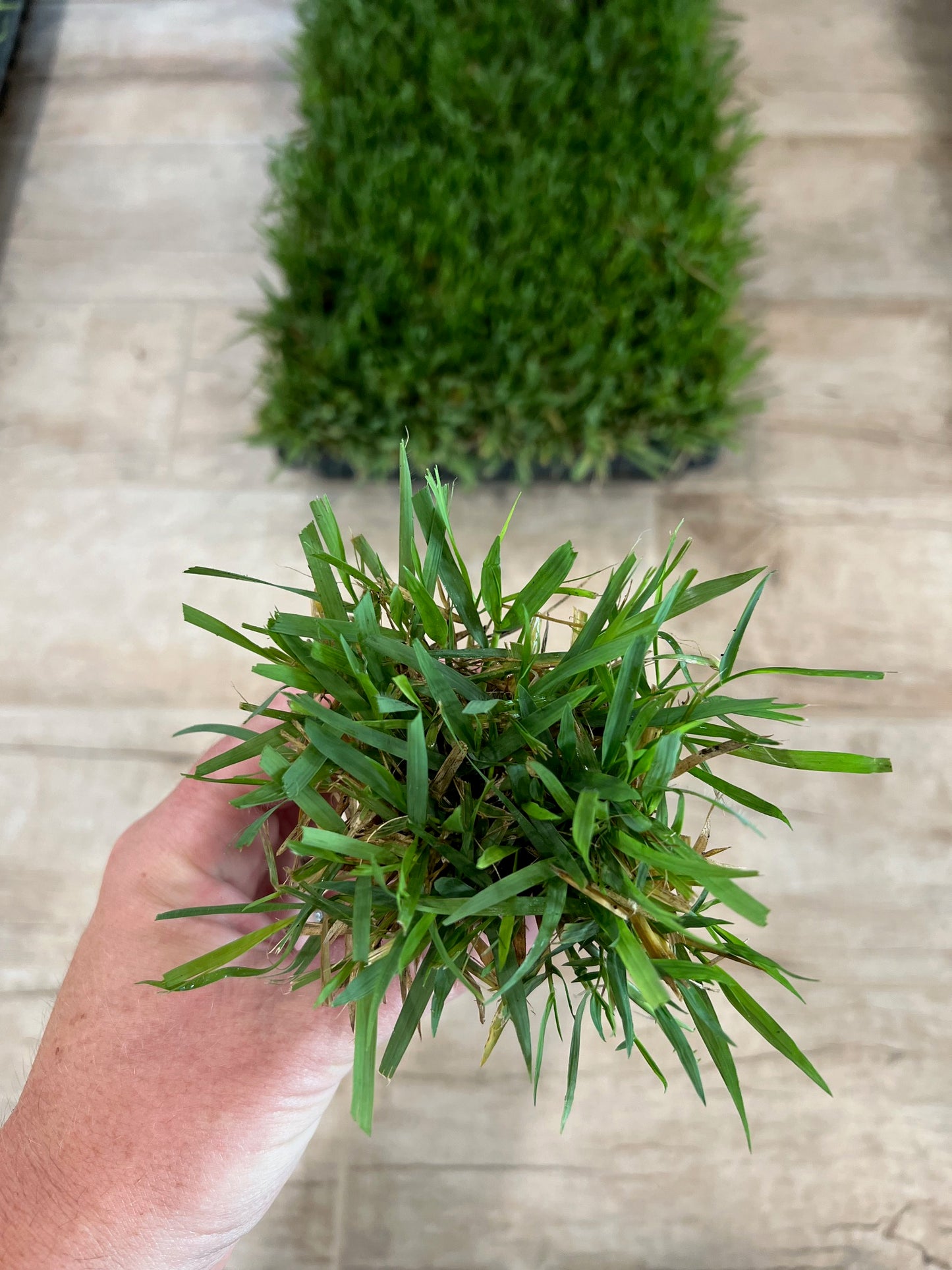 Zoysia Grass Plugs