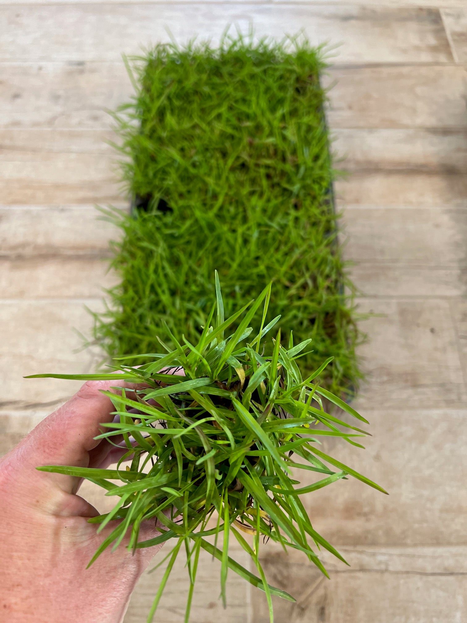 plant centipede grass seed Centipede Grass Plugs – The Lawn Farm
