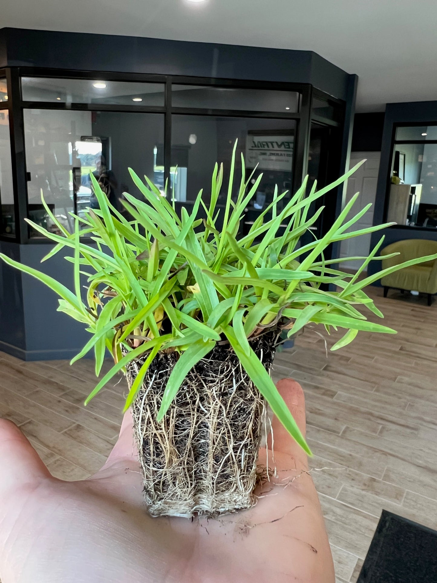 Centipede Grass Plugs