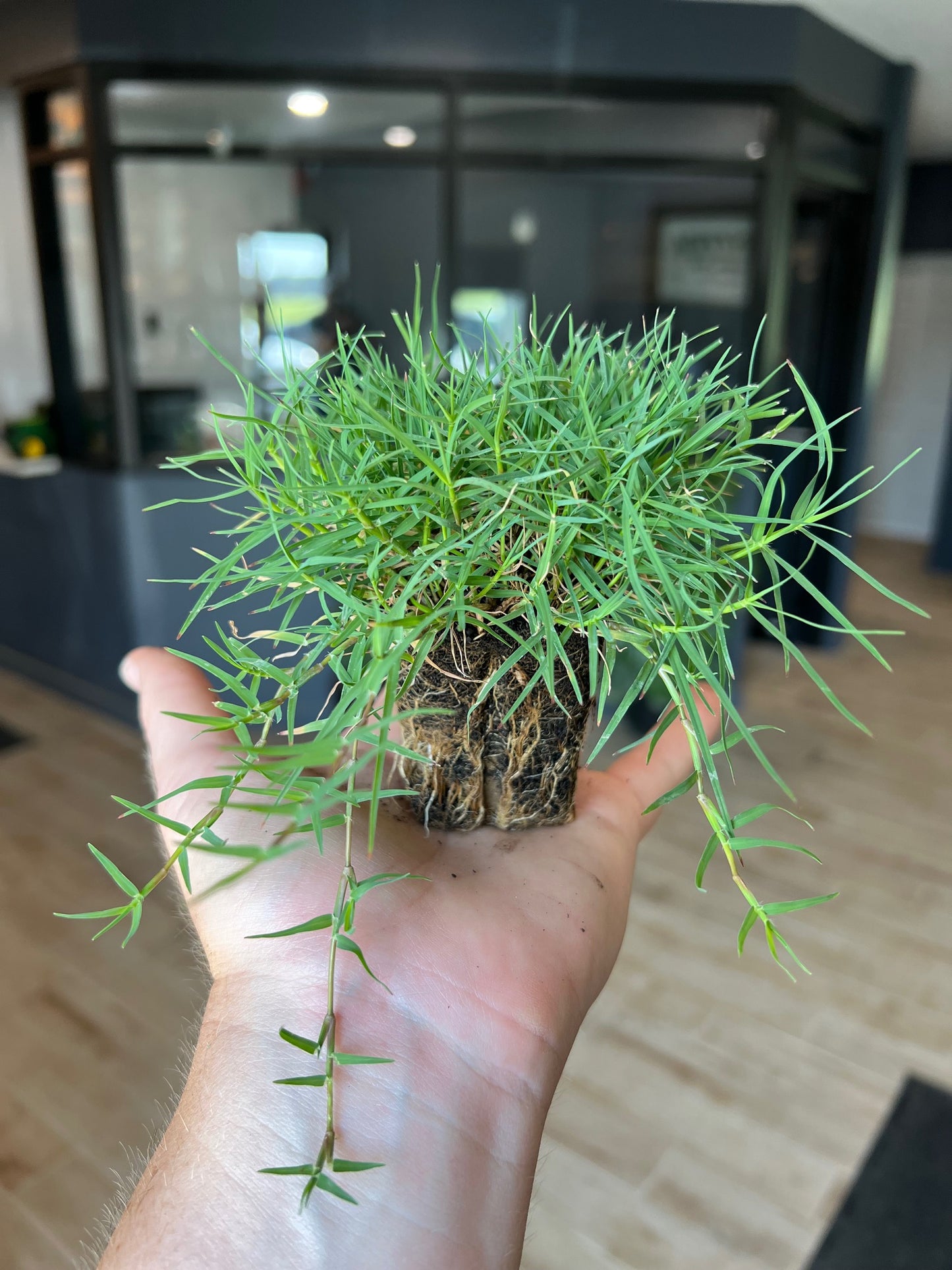 Bermuda Grass Plugs
