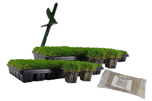 Zoysia Plug Starter Pack