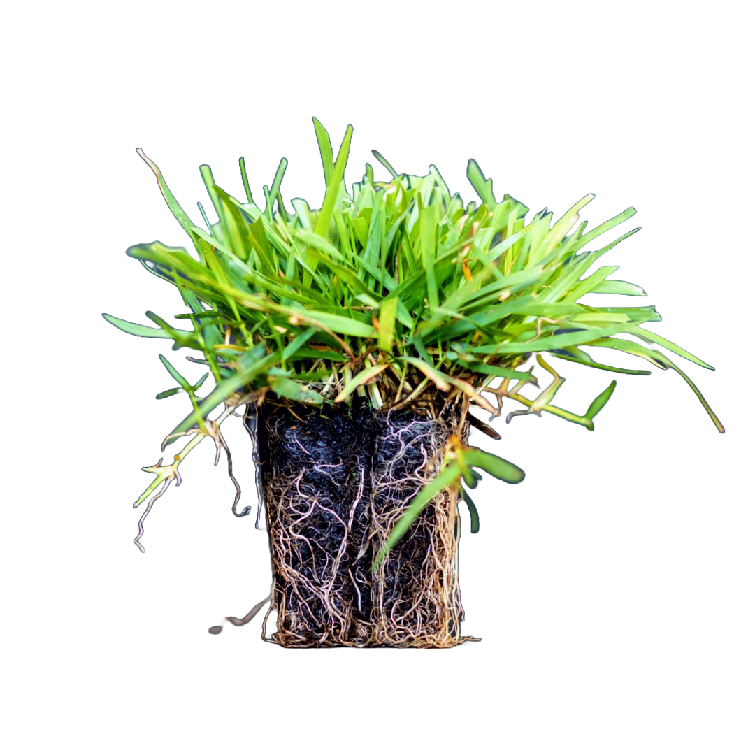 Zoysia Grass Plugs