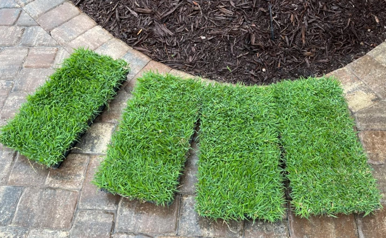 Zoysia Grass Plugs