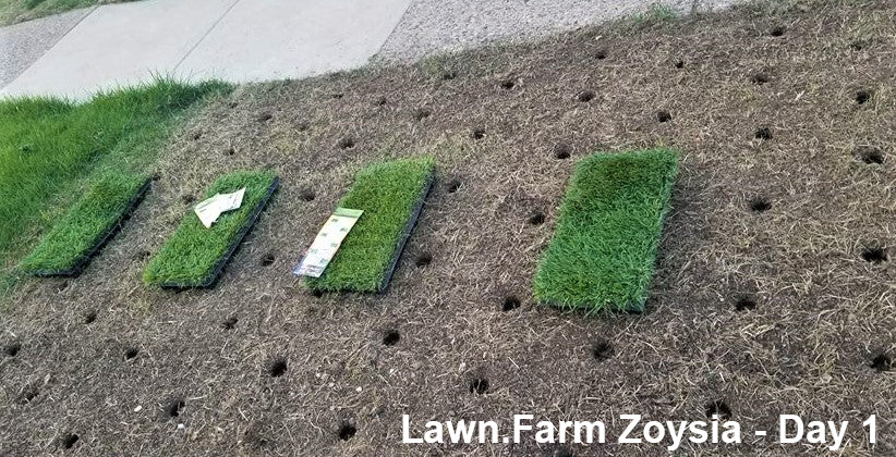 Zoysia Grass Plugs