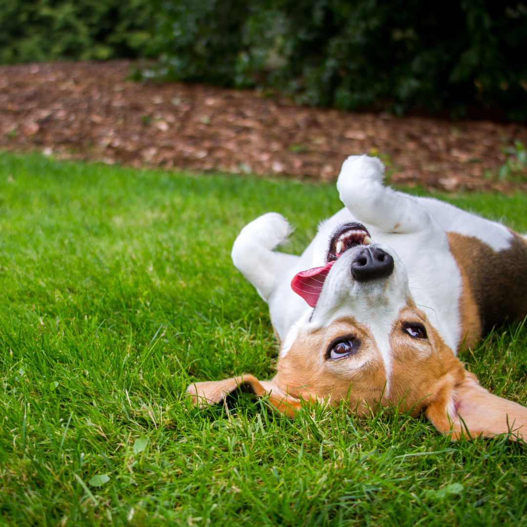 Is Zoysia a Good Grass for Dogs? – The Lawn Farm