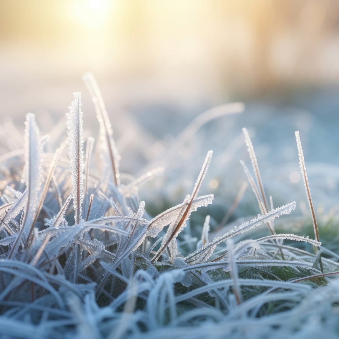 How To: Avoiding Frost Damage