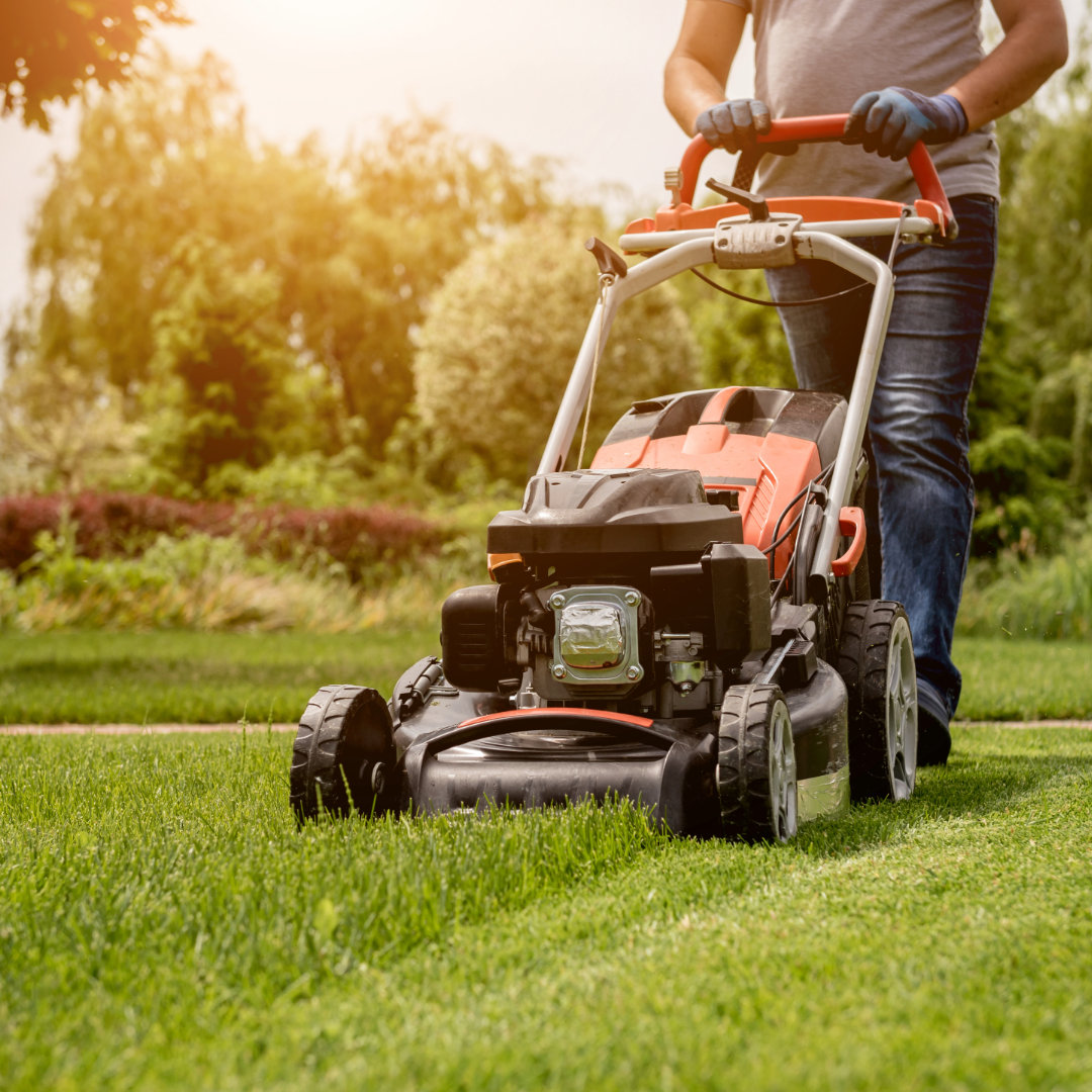 Mowing Zoysia Plugs