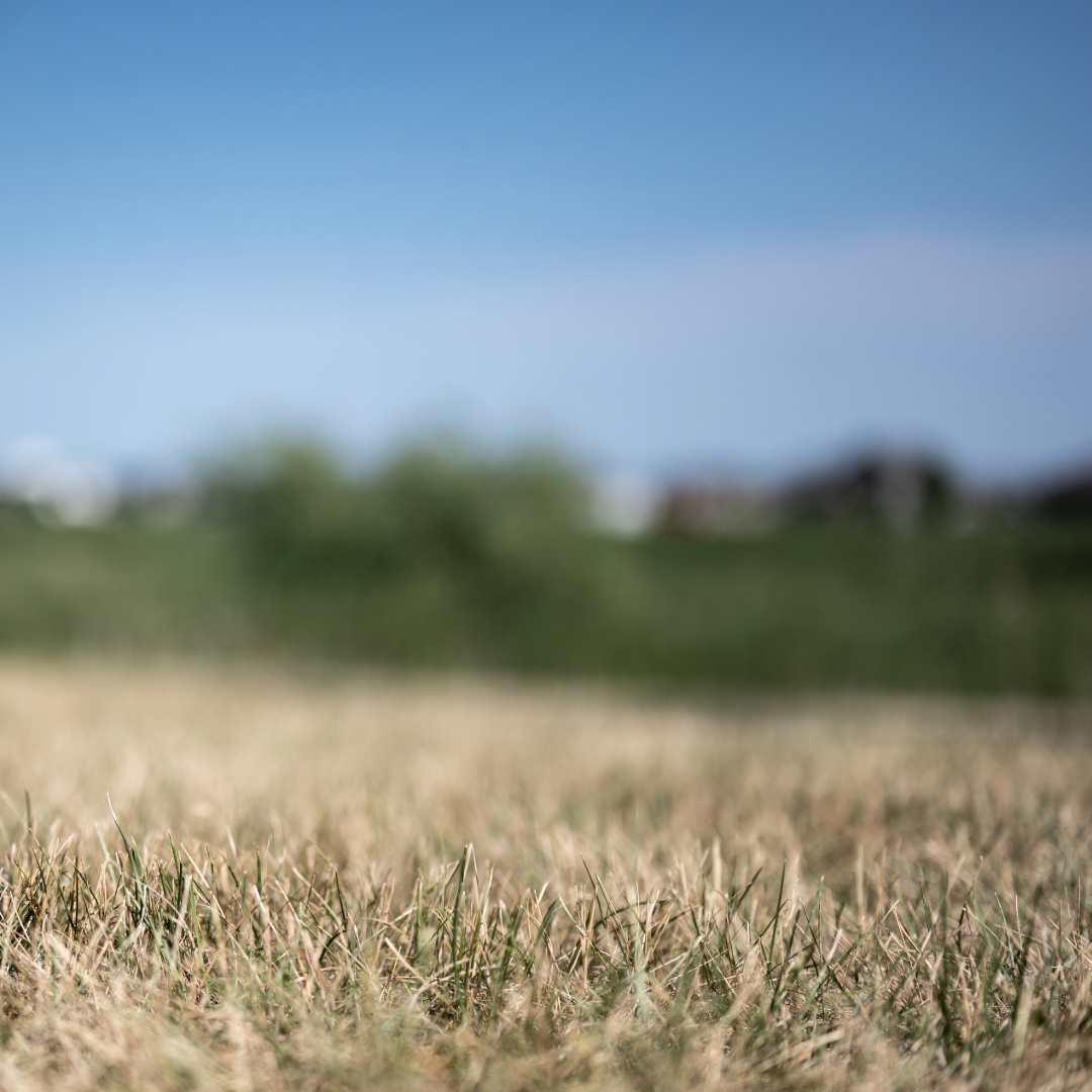 Why Does Zoysia Change Color in the Winter?