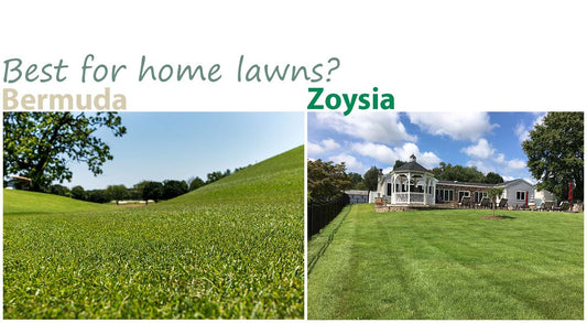 Zoysia vs. Bermudagrass Lawns