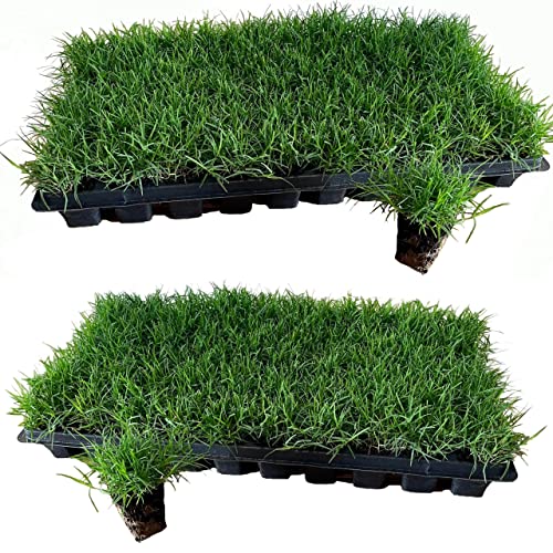 Bermuda Grass Plugs