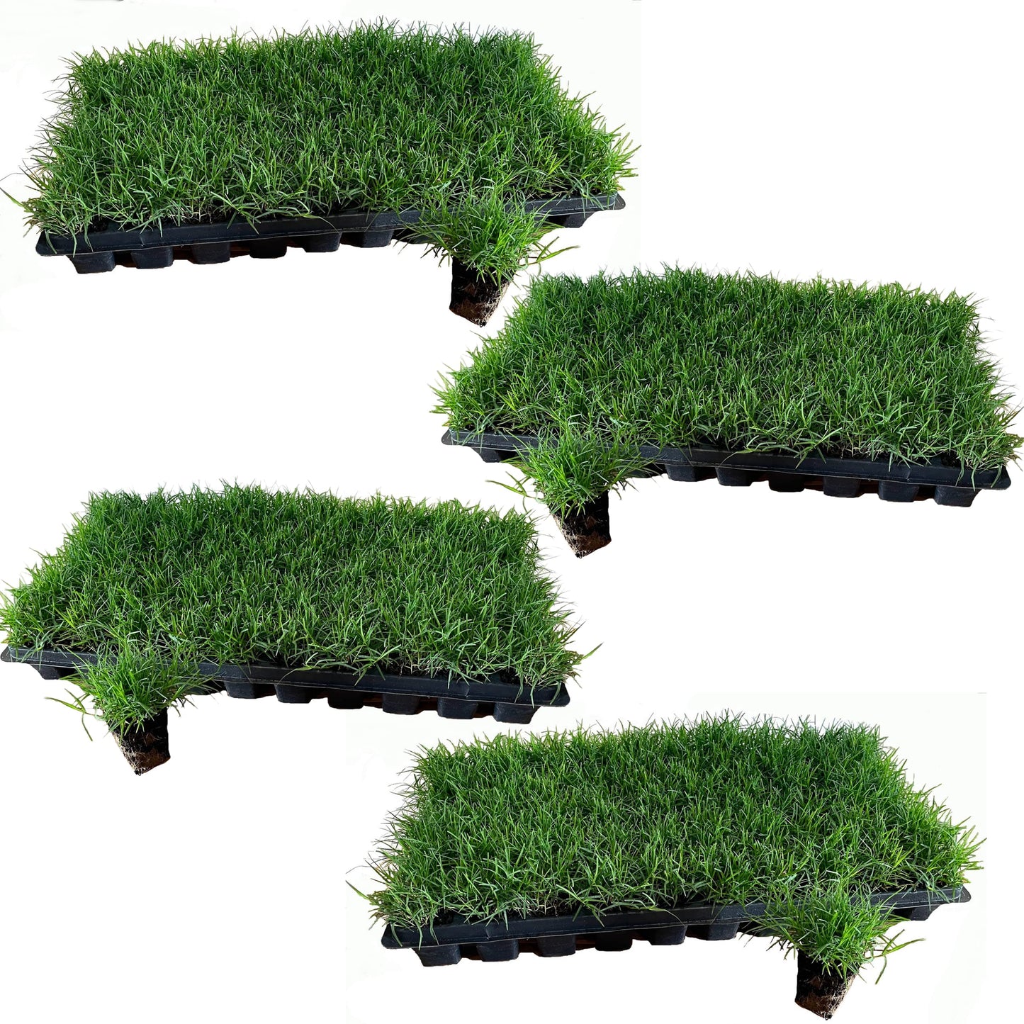 Bermuda Grass Plugs