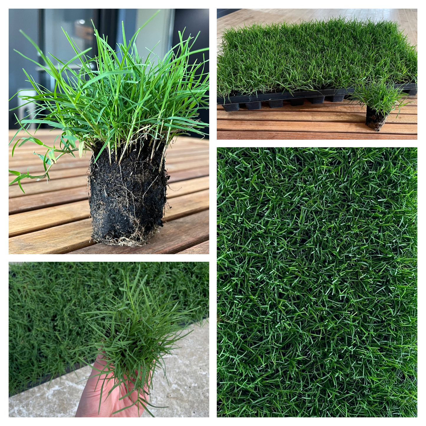 Bermuda Grass Plugs