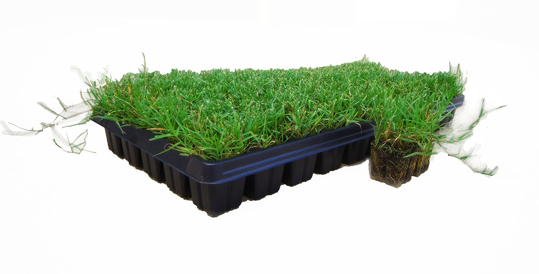 Bermuda Grass Plugs