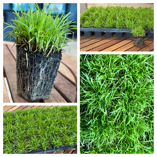 Centipede Grass Plug Tray