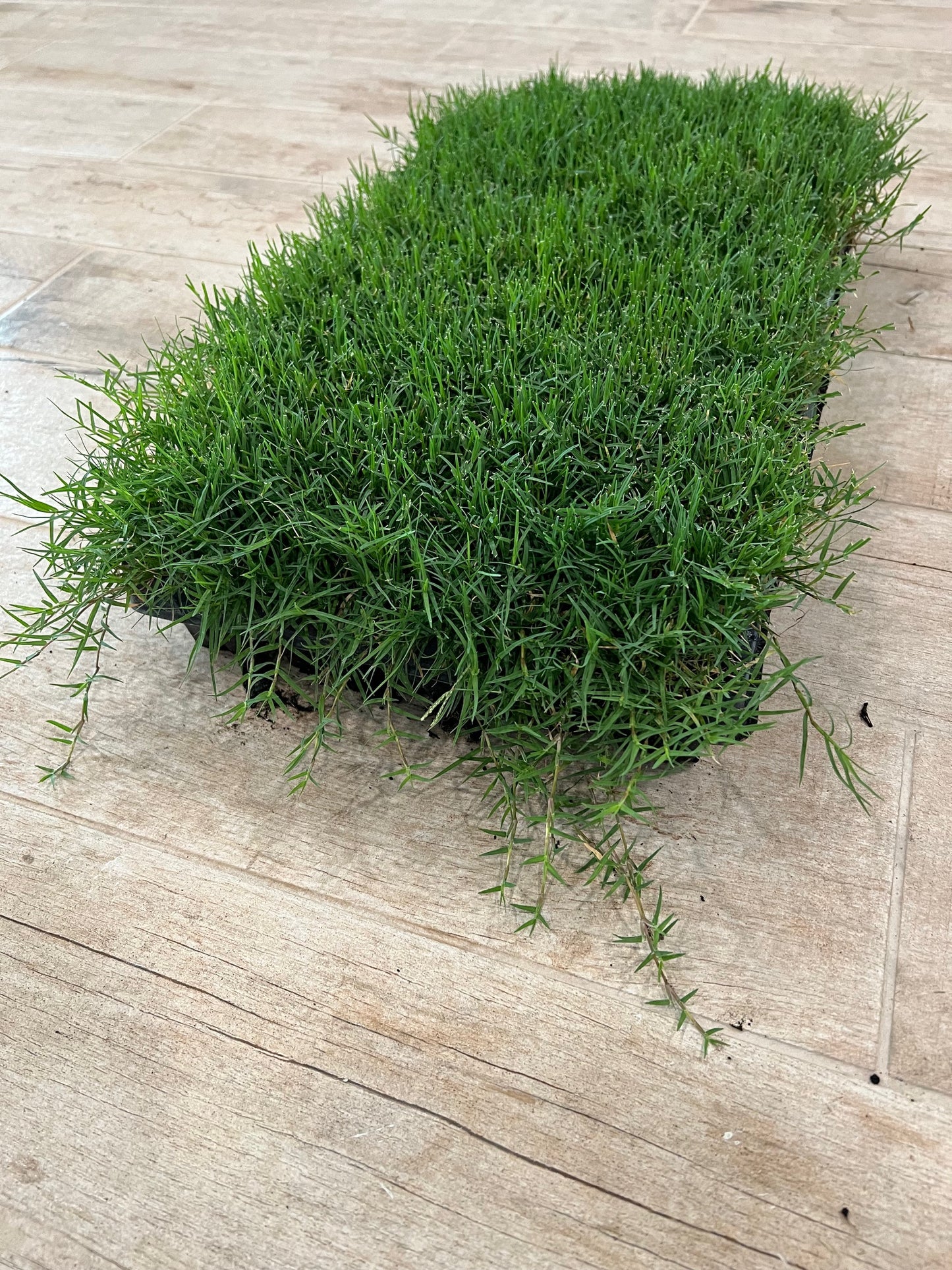 Bermuda Grass Plugs