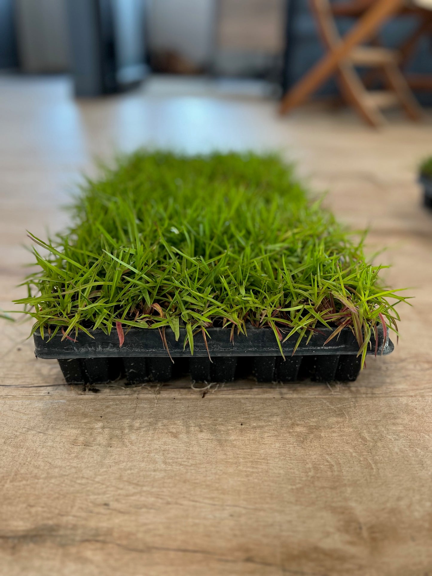 Centipede Grass Plugs