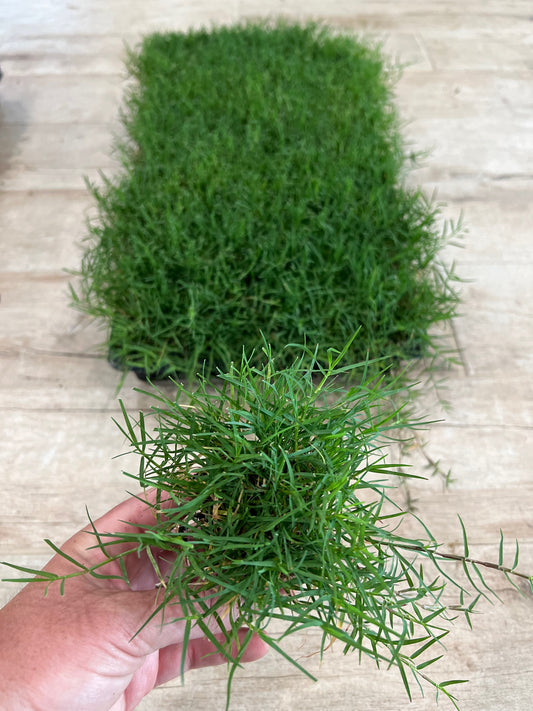 Bermuda Grass Plugs