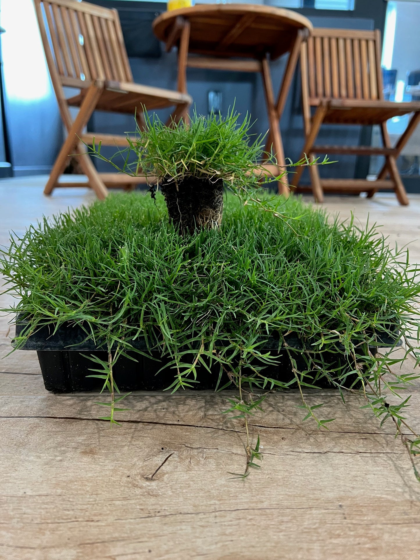 Bermuda Grass Plugs