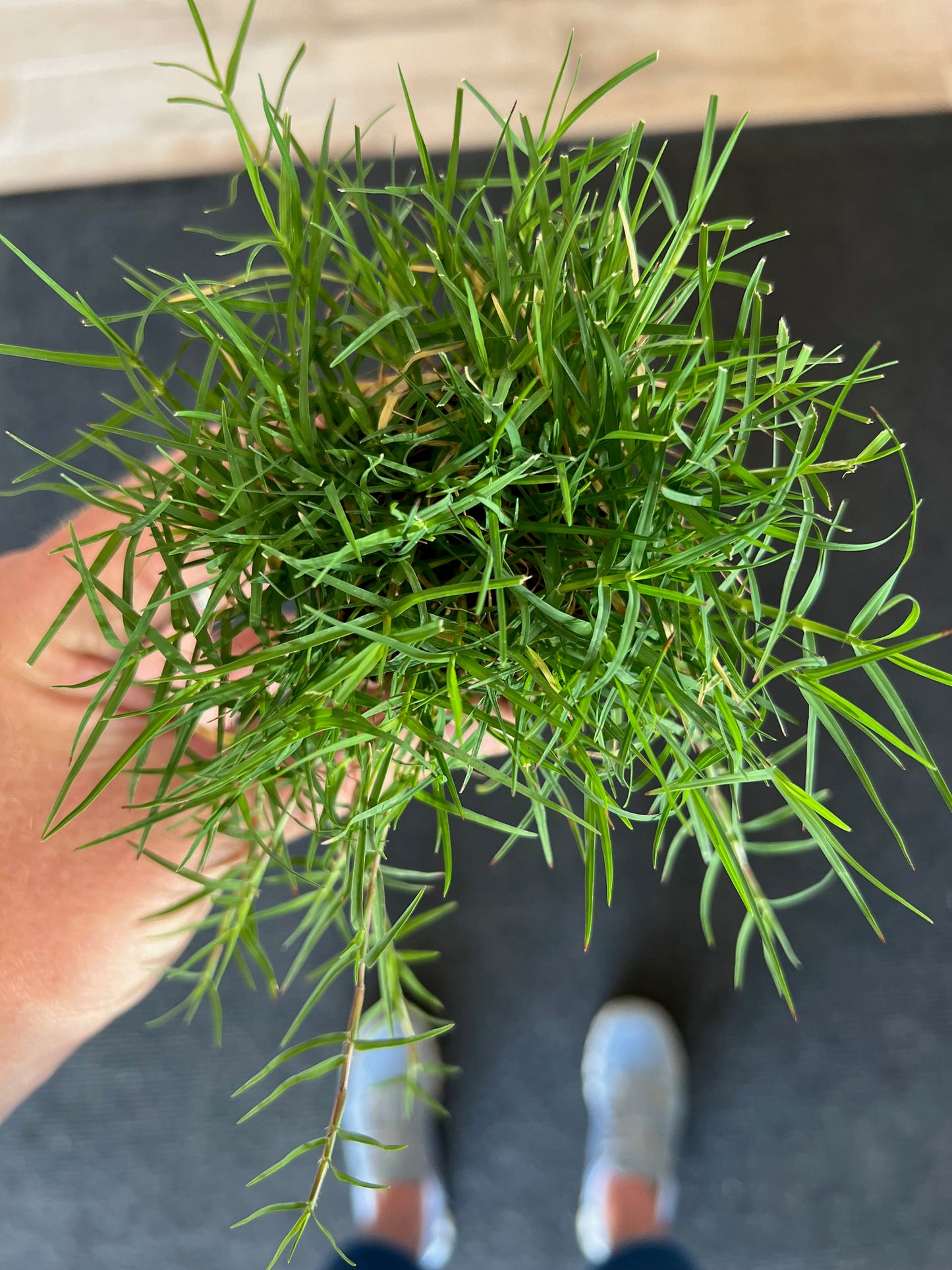 Bermuda Grass Plugs