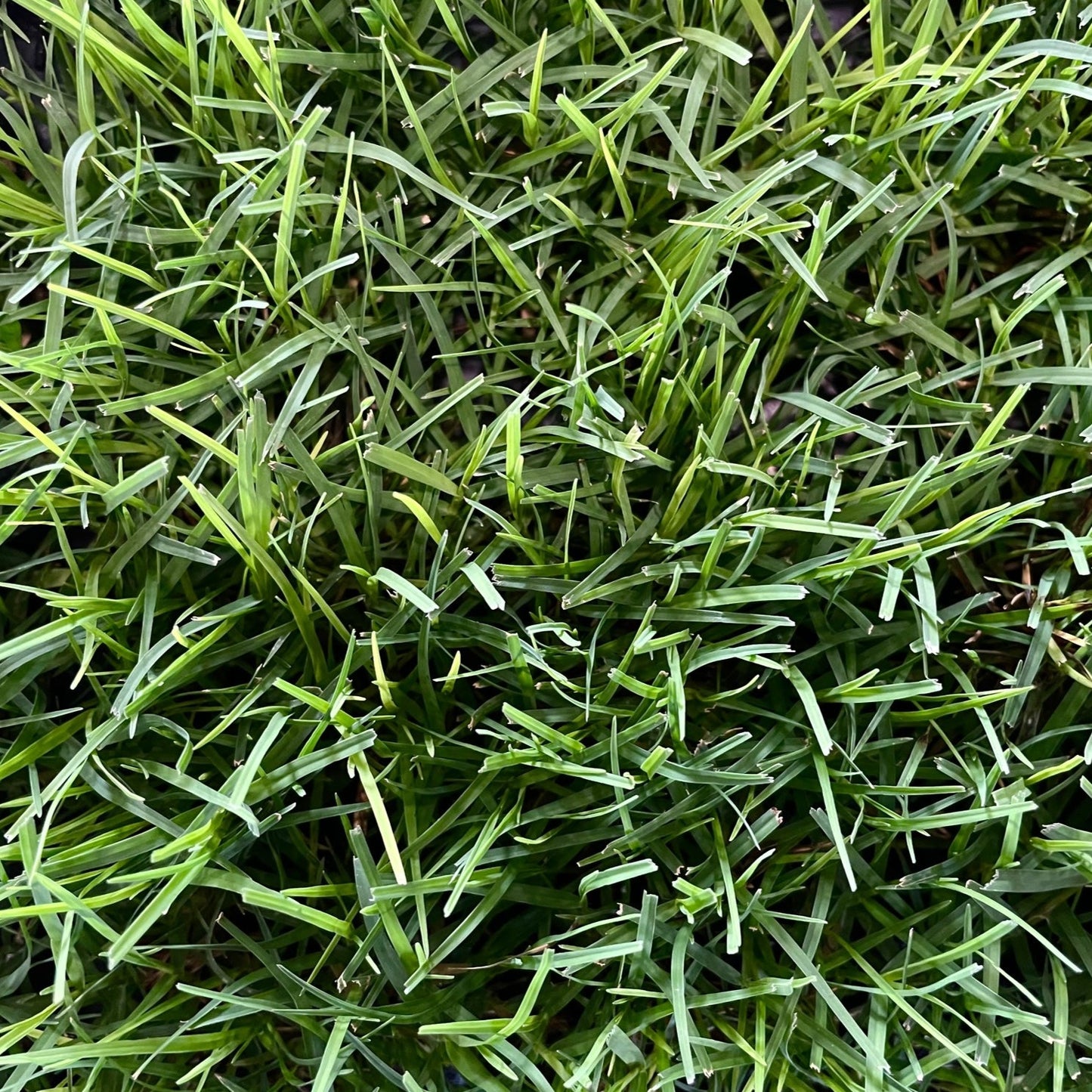 Bermuda Grass Plugs