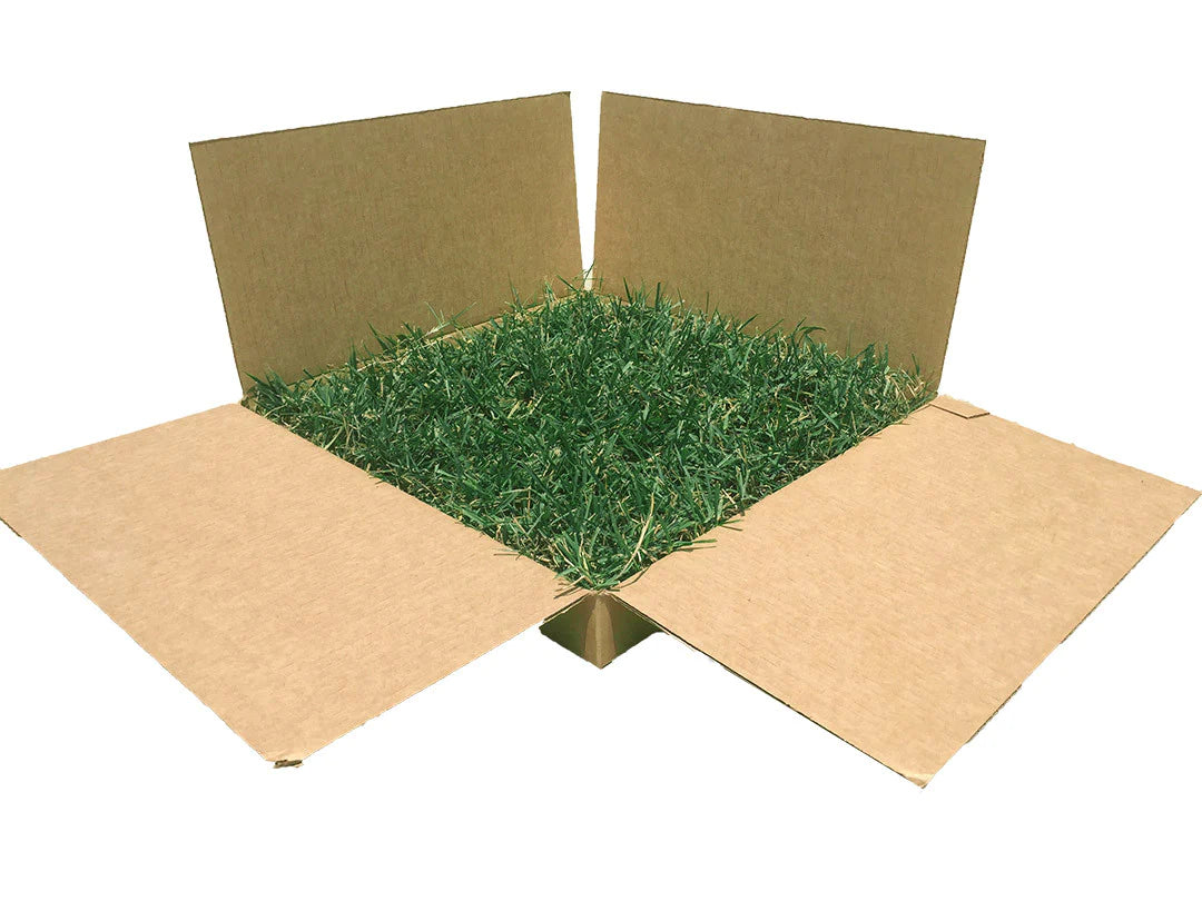 ZOYSIA PLUG SLAB (MAKES UP TO 144 1.5" PLUGS)