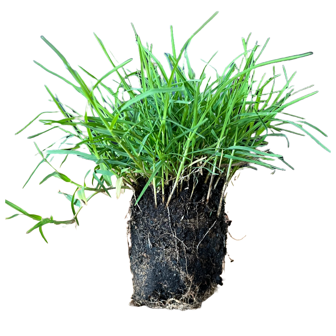 Bermuda Grass Plugs