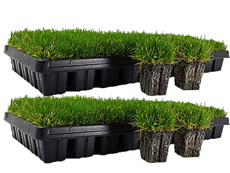 Zoysia Grass Plugs