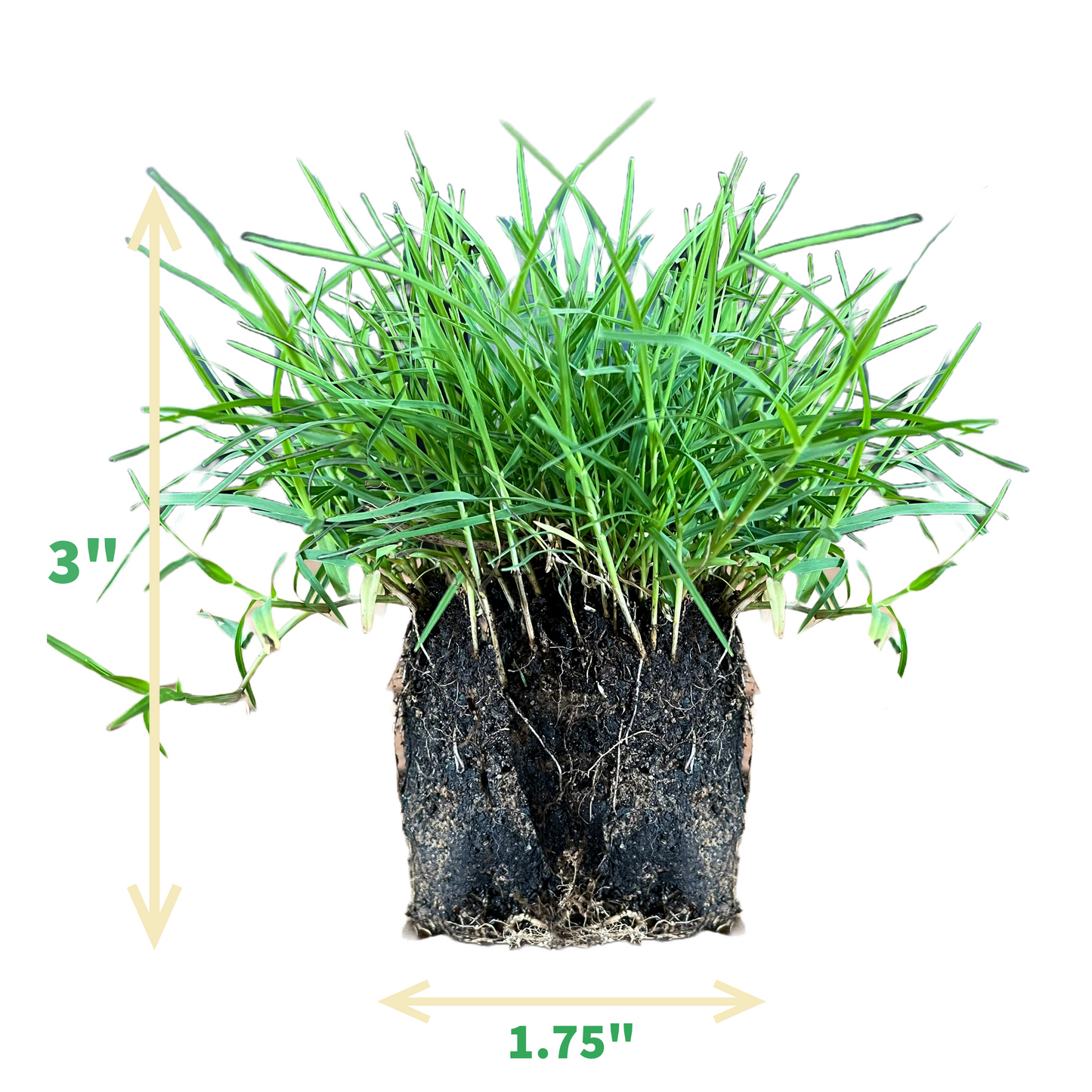 Bermuda Grass Plugs