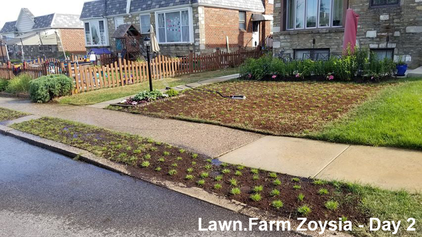 Zoysia Grass Plugs