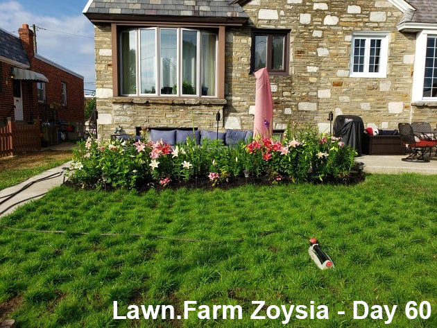Zoysia Grass Plugs