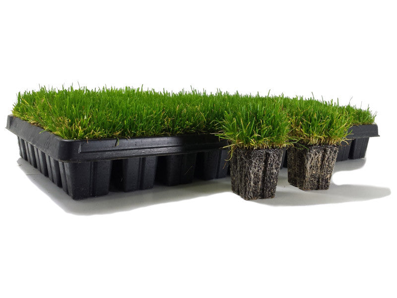 Zoysia Grass Plugs