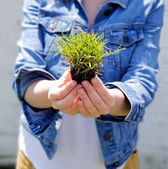 Zoysia Grass Plugs