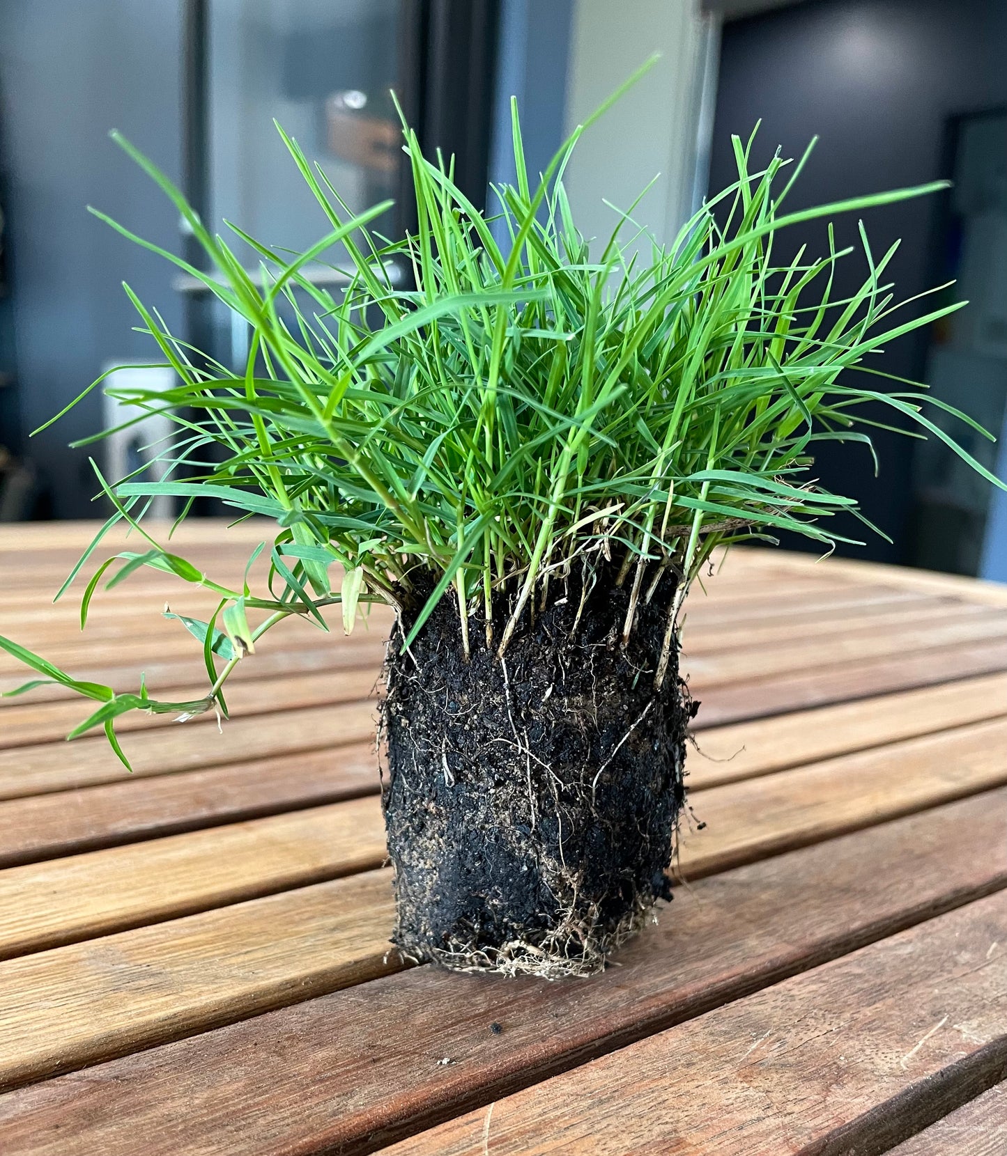 Bermuda Grass Plugs